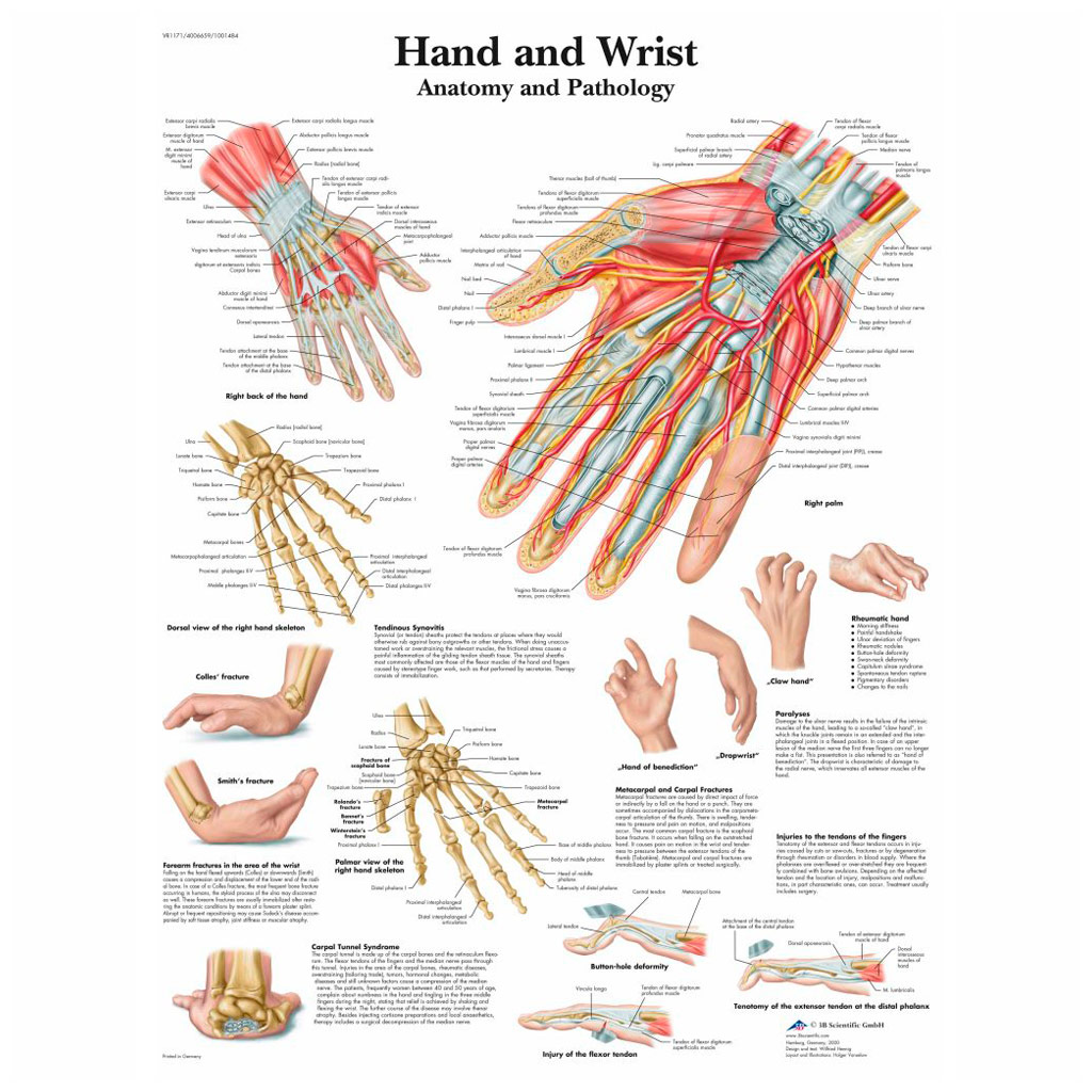Käsi ja ranne Anatominen Kartta