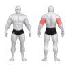 Gym80 Ojentajapunnerrus ylhaalta, Pure Kraft, lihakset. Tuotekoodi 00004379